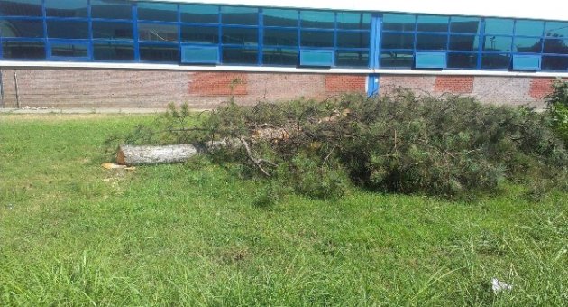 Tofaş Otomobil Fabrikası’nda Yeni Bant İçin Çam Ağaçları Kesildi