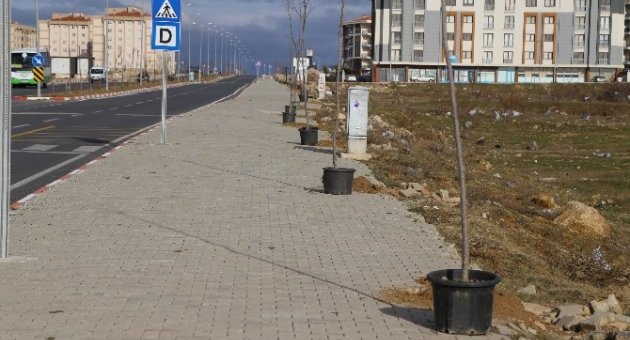 Toki Konutları Yoluna Ihlamur Ağacı Dikiliyor