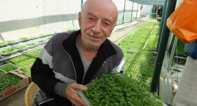 Türkiye’de Şeker Otu Burhaniye’de Üretiliyor