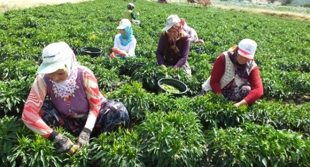 Turşuluk Acı Biber Çiftçileri Sevindirdi
