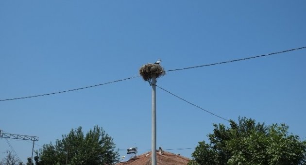 Uedaş’tan Leyleklere Özel Yuva