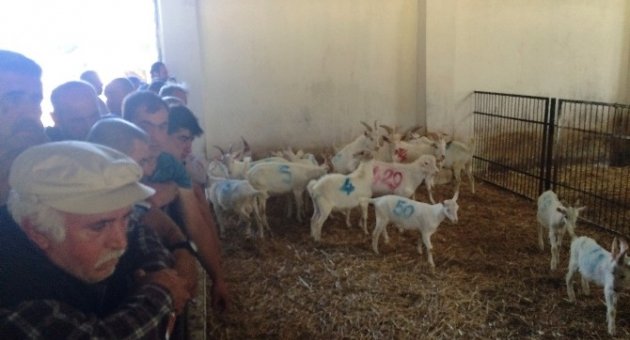Üniversiteli Oğlaklar Kapış Kapış