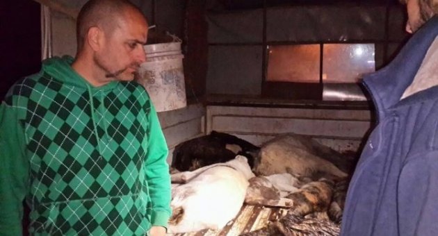 Urla’da Yine Kedi Ve Köpek Katliamı