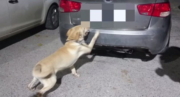 Uyuşturucu Tacirleri Sakladı Dedektör Köpek Buldu