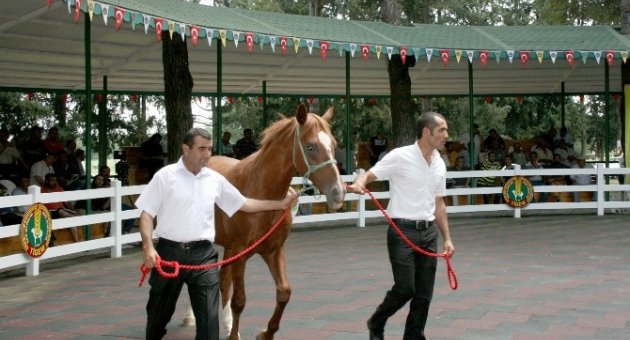 Villa Fiyatına Tay