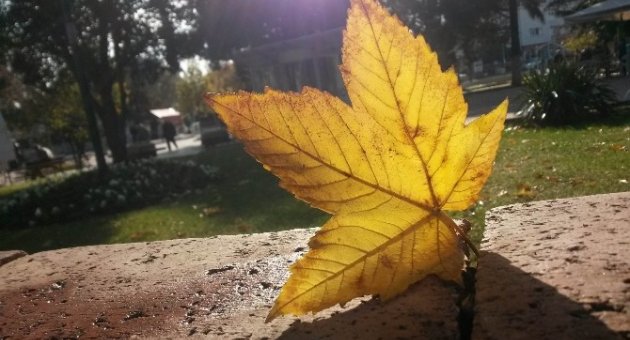 Yaprakların Sonbahar Hüznü