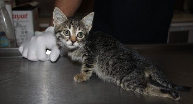 Yaralı Kediyi Harçlıklarıyla Veterinere Götürdüler