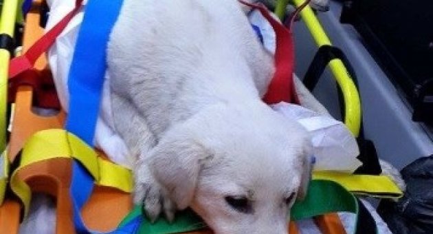 Yaralı Köpek Ambulansla Veterinere Götürüldü