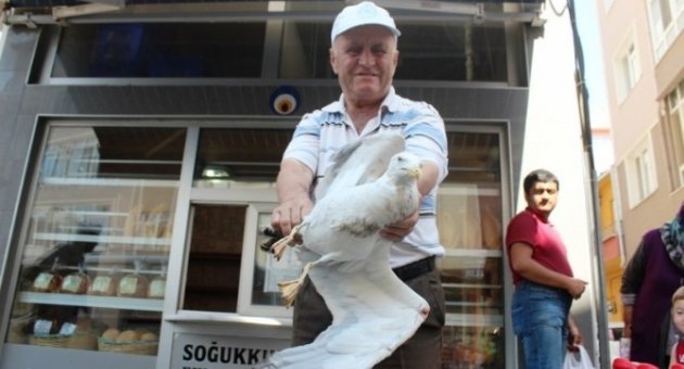 Yaralı Martı İçin Seferber Oldular