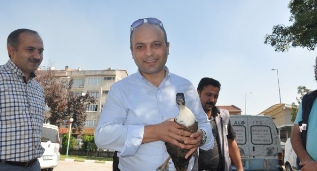 Yaralı Yaban Ördeğine Emniyet Amiri Sahip Çıktı