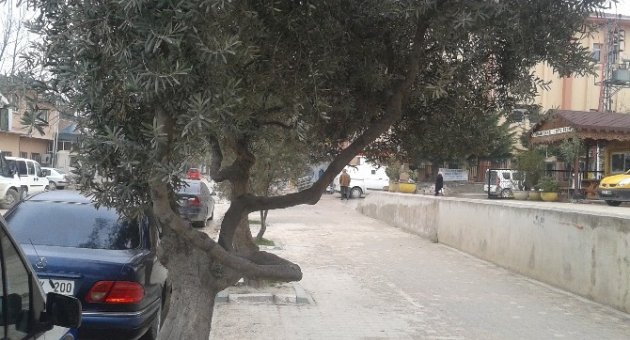 Yaya Yollarındaki Ağaçlar Taşınıyor