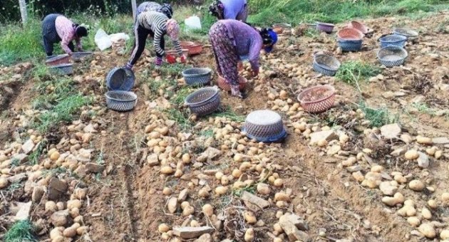 Yaylada Patates Hasadı Başladı
