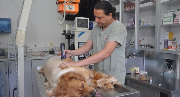 Yaz Aylarında Kedi Ve Köpek Bakımının Püf Noktaları