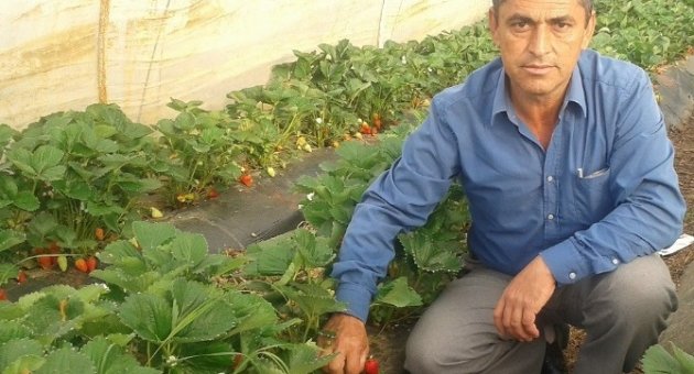 Yenice’de Çilek Üretimi Köylünün Yüzünü Güldürdü