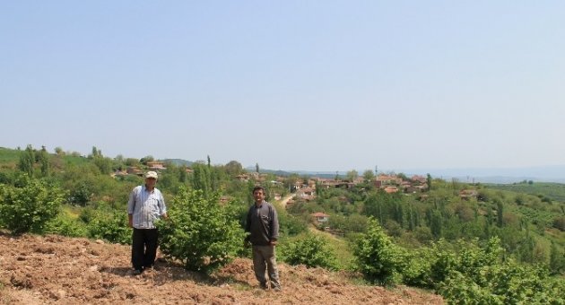 Yenişehir Fındıkları Yurt Dışına İhraç Ediliyor