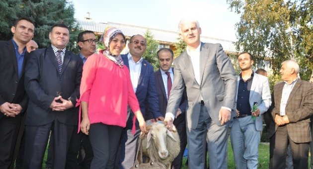 Yetiştiricilere Koyun Desteği
