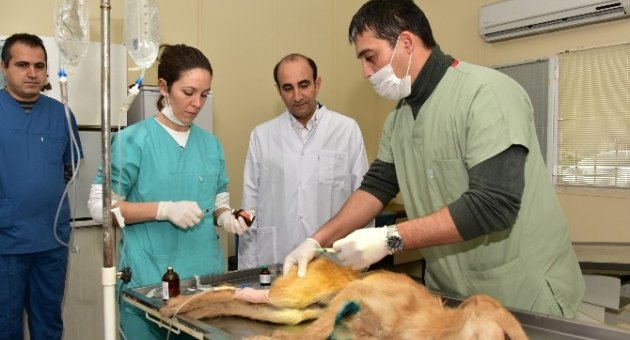 Yıldırım’da Hayvanlar Sahipsiz Değil