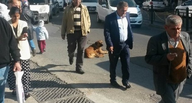 Yol Ortasına Oturan Köpek Sürücü Ve Yayalara Zor Anlar Yaşattı