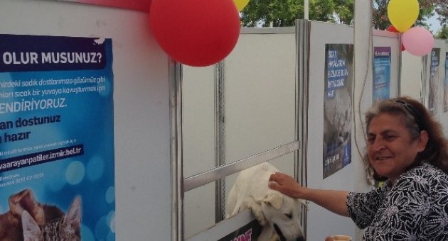 "yuva Arayan Patiler" Yeni Ailelerine Kavuştu