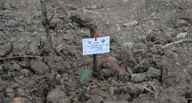 Yüzlerce Üniversiteli Yanan Ormana Fidan Dikti