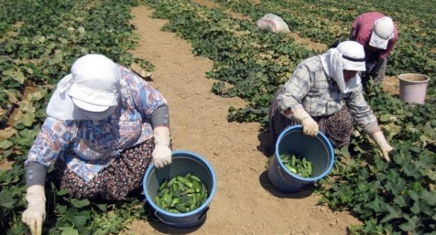 Zam Şampiyonu Salatalık Oldu