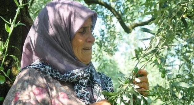 Zeytin Ağaçlarına Sarılarak "kesmeyin, Onlar Benim Çocuklarım" Dedi