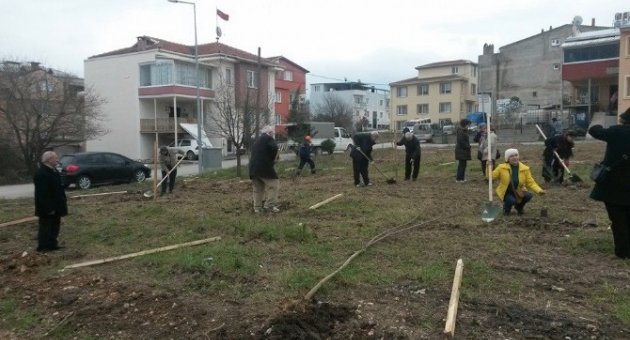 Zeytin Fidanları Toprakla Buluştu
