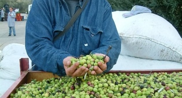 Zeytin Fiyatları Üreticiyi Sevindirdi