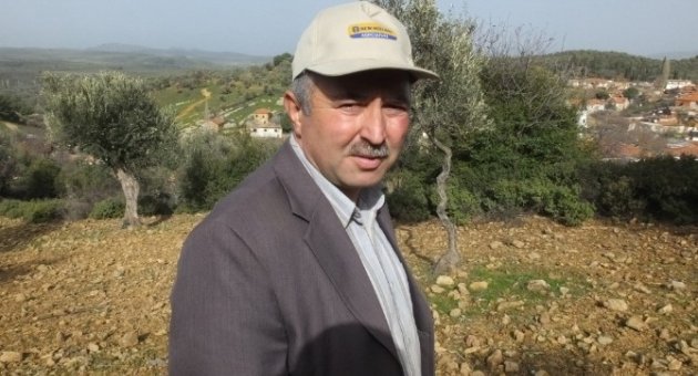 Zeytin Hasadında Sona Gelindi