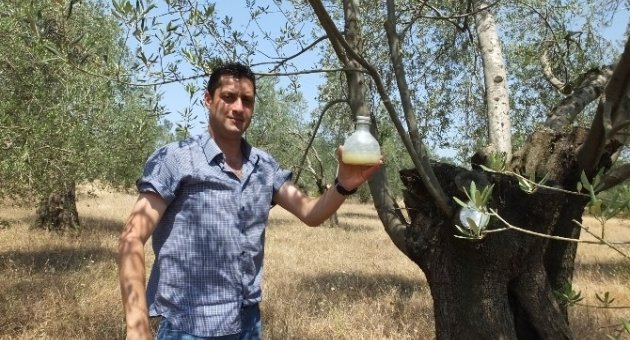Zeytin Sineği Sayımı Başladı