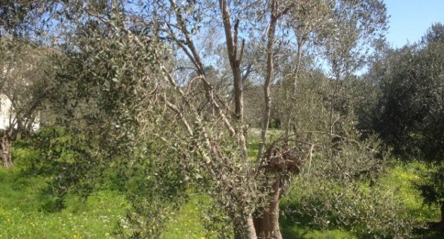 Zeytin Üreticisine “halkalı Leke” Uyarısı