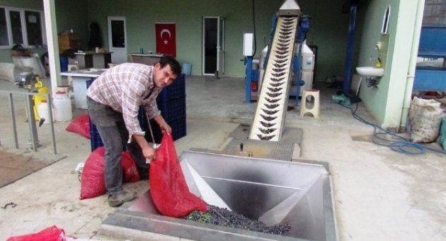Zeytin Yağında Üretici Fiyatları Artışı Sürüyor