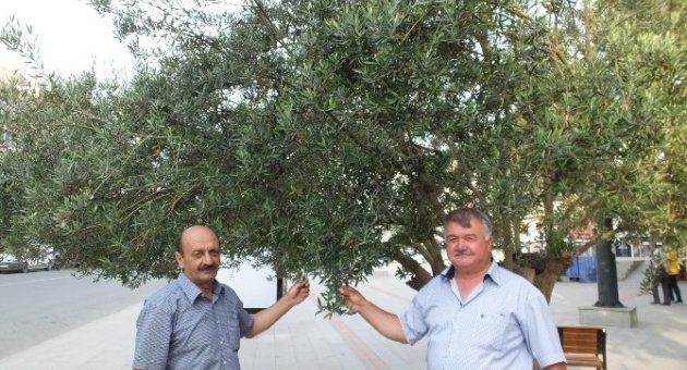 Zeytinyağı Fiyatlarında Düşüş Beklenmiyor