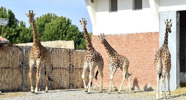 Zürafa Zarife’nin, Yalnızlığı Bitti