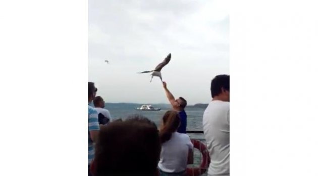 Boğazın Ortasında Martıları Elleriyle Beslediler