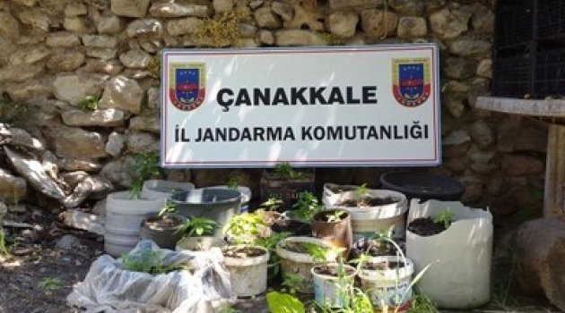 Çanakkale'de 282 Kök Keneviri Ele Geçirildi