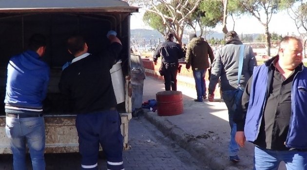 Çanakkale'de Kedi Katliamı