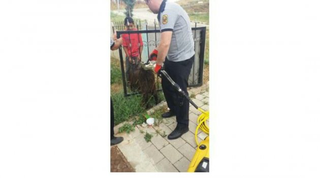 Demir Parmaklıklara Sıkışan Keçi, İtfaiye Ekipleri Tarafından Kurtarıldı.