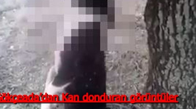 Gökçeada’dan Kan donduran görüntüler