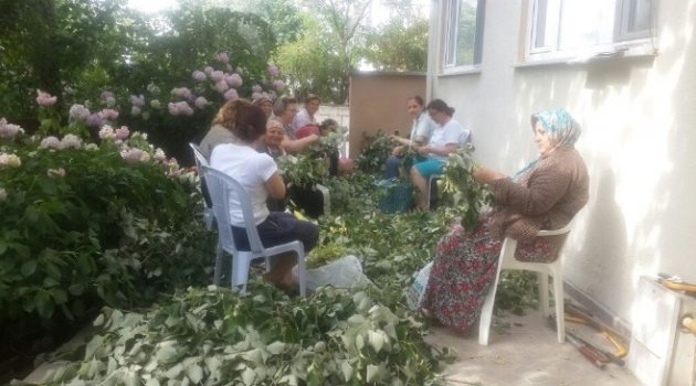 Ihlamur Çiçekleri Toplanmaya Başladı