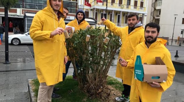 KUŞ YEMLERİ AĞAÇLARA ASILDI