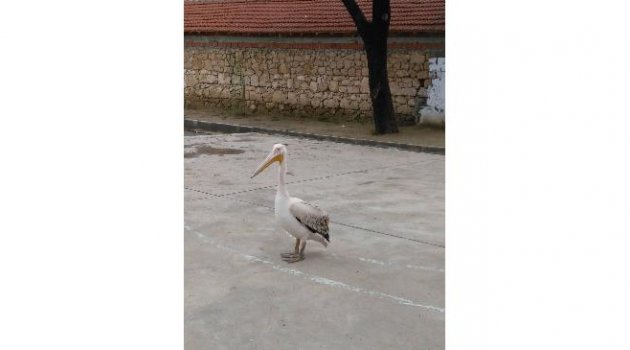 Okul Bahçesine Konan Pelikan İlgi Odağı Oldu