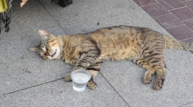 Sıcaktan Bunalan Hayvanların İmdadına Vatandaşlar Yetişti